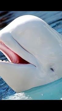 Beluga Whale Sounds