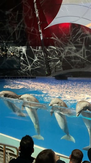 Dolphin Show Moments That Make You Smile 🐬