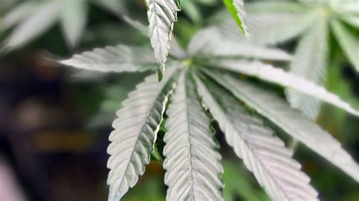Fact Check Team: A closer look at moving marijuana from Schedule I to III