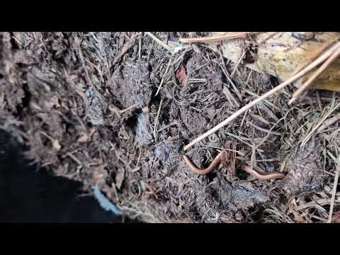 Small Slow Worm (Stumpy March 26)