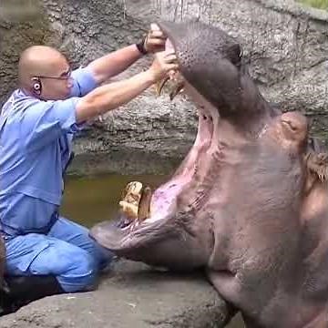 Mouth Open wide! Meet the deadly hippo who loves to get his teeth cleaned