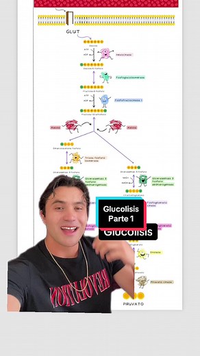 Glucólisis: Todo lo que necesitas saber para médicos