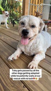 2.2K views · 22K reactions | Toby STILL needs a home梁.. This big...