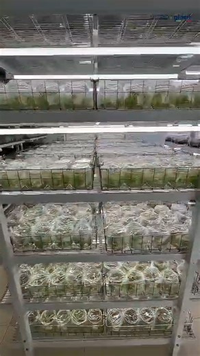 In micropropagation, quality does not come from a single step. It comes from the discipline behind every gesture. Selection. Cleaning. Division. Monitoring. Repeating the process until each plant meets the standards growers rely on. At Vitroplant, this is where our work begins. With skilled technicians who understand that precision at the start of the cycle shapes performance in the field. Uniformity. Stability. Predictability. These are not abstract goals. They are the result of thousands of ca