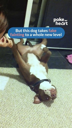 1M views · 19K reactions | When cuticle #care turns into a sidesplitting #comedy routine #dogshorts #funny #doglife #pretendplay | Poke My Heart | Facebook