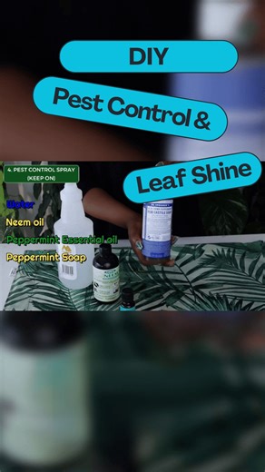 Keeping plant leaves clean is essential for optimal transpiration and photosynthesis. A simple DIY spray can be a game-changer, protecting your plants from pests while ensuring their leaves remain free of dust and debris. Remember, they don’t need to shine; they just need a clean surface to thrive. Regular maintenance allows your plants to breathe and flourish, enhancing their overall health. #PlantCare #DIYGardening #LecaQueen #plantspray