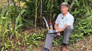 Bamboo Buster and treating Bamboo