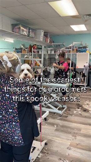 Spooky dog groomer things😳 #nj #groomingbyjlynn #dog #reel #doggroom #funny #joke #skit #spooky #halloween | Grooming by J-Lynn