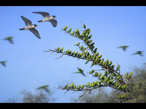 Thousands of Birds Flying Together | Mesmerizing Sky Swarm | Nature Wildlife AI