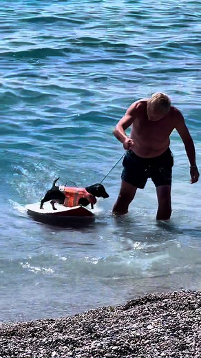 I bassotti surfisti di Pluto Beach a Spotorno, Liguria