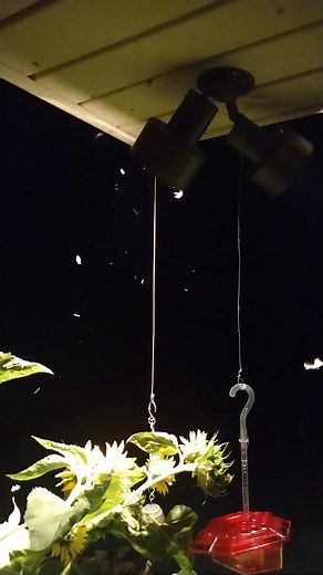 Bugs under the flood lights tonight just in time for the fourth of July celebration, mom and l really enjoyed the show. | Tony Brown