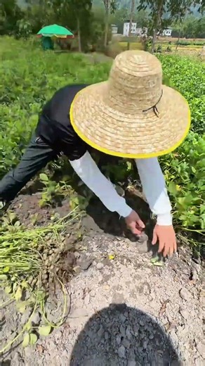 Peanut Harvesting Technique: Standard Operational Procedure | 落花生収穫の技術：標準作業プロセス