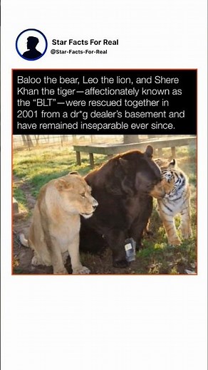 A bear, a lion, and a tiger became best friends for life ❤️ #UnbreakableBond