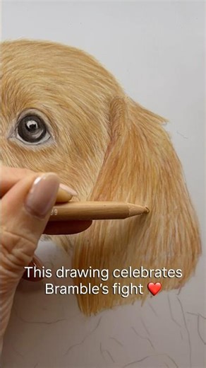 Fox Red Labrador Puppy Drawing Timelapse | Bramble’s Story #shorts