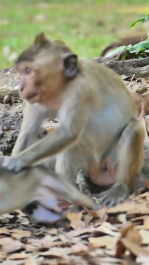 Heartwarming lil monkey trying helping baby Jolan on tree #baby #monkey #reels #viral