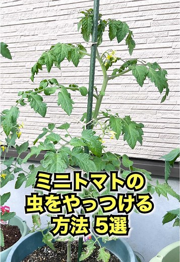 ミニトマトの虫をやっつける方法5選