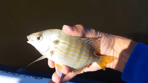 Fishing Wabasso Where the Lagoon Still Delivers