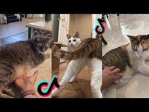mink mink mink cat tiktok compilation | look at me bammbreezy montana