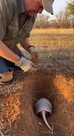 Cute Armadillo Rescued From Hole