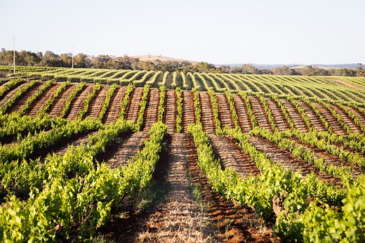 Producers | Our Winery Clients | TheGrapeCycle