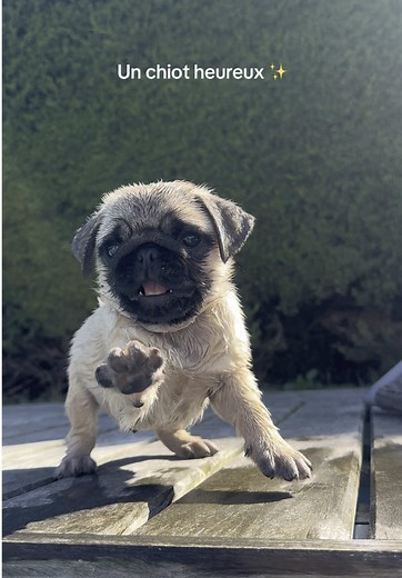 L’amour de ma vie ❤️ #chiot #carlin #pug #dogoftiktok