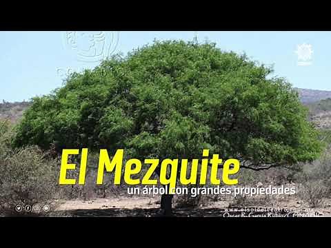 The mesquite; a tree with great properties