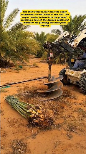 Date Palm Planting: Skid-Steer Loader with Auger in Action!