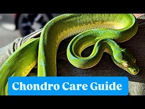 Comprehensive Green Tree Python Care Guide with Phil of Constrictly Business