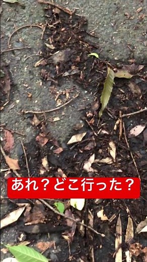 木を蹴るだけで！？簡単なクワガタ採集 #クワガタ #カブクワ #カブトムシ #クワガタ採集