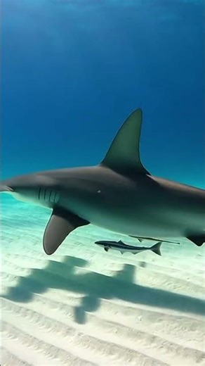 Experience the Epic Majesty of Sharks in Their Wild Ocean World 🦈