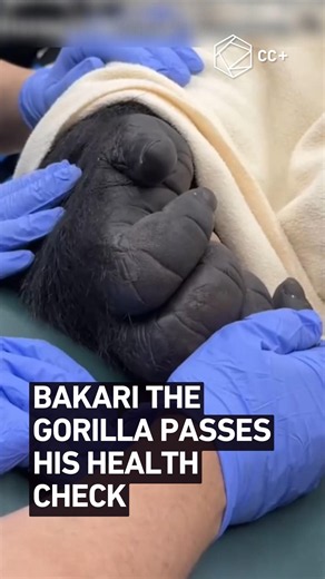 "They held his hand": The emotional vet checkup of a 400lb Silverback Gorilla at Disney 🦍❤️