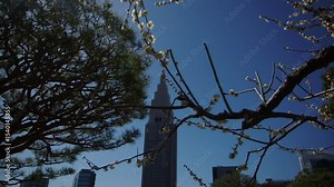 cerisiers en fleur devant un gratte-ciel