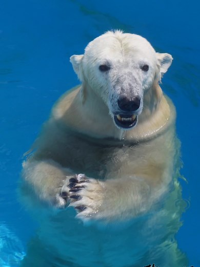 可愛すぎるホッキョクグママルルの魅力