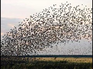 Birdland (Jazz Band)