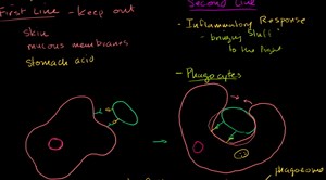 Role of phagocytes in innate or nonspecific immunity