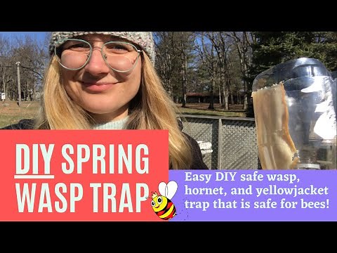 DIY Wasp Trap - Spring Wasp Trap - No More Wasps, Hornets, and Yellowjackets - Do Your Bees Good