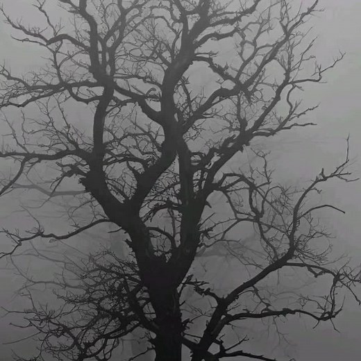 Poison Tree: Embracing Melancholy and Power