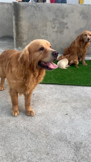 தாங்கமான பையான்❤️ Golden Retriever | 🐶Abi Dog Kennel Chennai 💢| Puppy’s #shorts