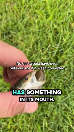 Unbelievable Fishing Moments Captured on Video