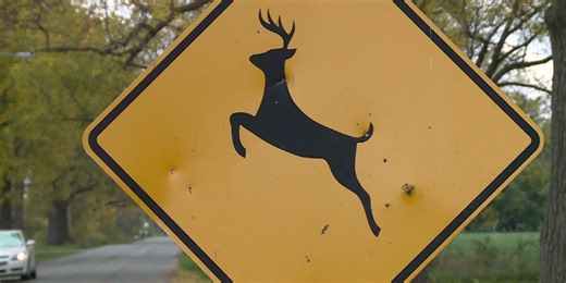 What to do if you hit a deer