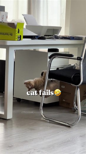 Hilarious Cat Fails Compilation