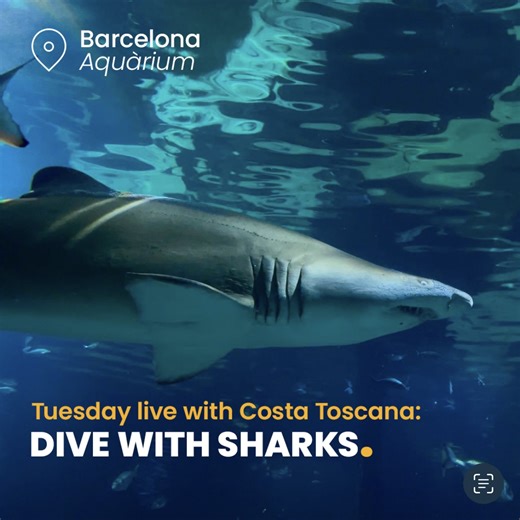 If you thought your bucket list was full, it’s because you didn’t know you could swim with sharks in Barcelona, while cruising. And only Costa is making it happen. 😎🦈​ #LiveYourWonder #CostaToscana​ ​#holiday #vacay #Barcelona #sharks #er | Costa