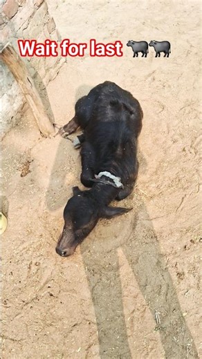 Diwali patake enjoy 😉 ✨️ ☺️ 😊 😀 🙏 😉. #viral #trending #shorts #new #video #viral 💥💫💥💫✅️✅️✅️👌🤩😍🥰