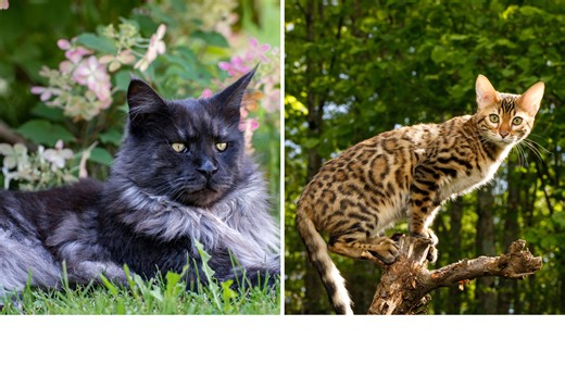 People can't cope with special kitten cross between Maine Coon and Bengal