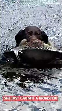 My Dog Trouble Just Took Down a Monster Iguana!