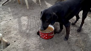 Homeless dog eating food in old bowl. Hungry dogs greedily eating food from bowl. Feeding animals in the shelter. Animal care.