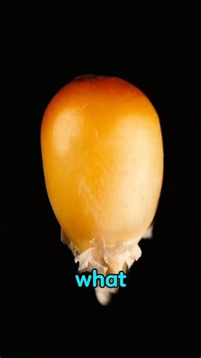 Why Popcorn Explodes When It Pops 🍿 | The Tiny Steam Explosion Explained!