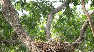 Young Changeable hawk-eagle in the nest on the tree
