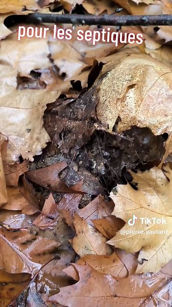 la partie de cache cache continue #automne #mushroom #cepes #foret #medoc