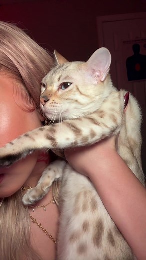 queen never cry #catsoftiktok #cattok #catparents #catlover #bengalcat #snowbengal